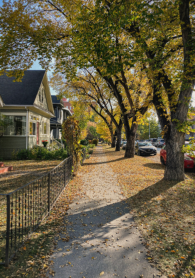 Suburban tree-lined street in autumn
